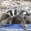 Tarantula