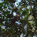 Unknown spotting