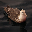 Southern Giant Petrel