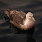 Southern Giant Petrel