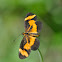 Elf Butterfly