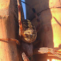 Common Orb Weaver