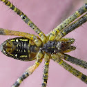Tent Spider (mature female in web)