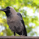 Crow