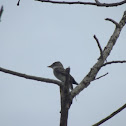 Tropical Pewee