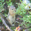Golden-mantled Ground Squirrel