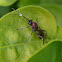 Ichneumonid Wasp