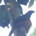 greyish saltator, picurero grisáceo