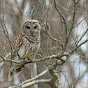 Barred Owl