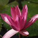 Water Lily