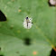 Banded Tussock Moth