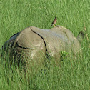 Indian Rhinoceros/Greater One-horned Rhinoceros
