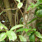 Green crested lizard