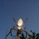 Banded Argiope