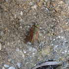 Green Head Fly