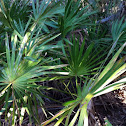 Saw Palmetto