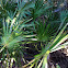 Saw Palmetto