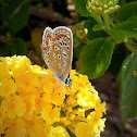 Common Blue