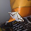 Leconte's Haploa Moth
