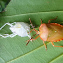 Stink Bug, Shield Bug