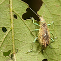 Albino three-toed weevil