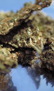 How to install Marijuana patch 3.0 apk for bluestacks