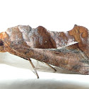 Erebid moth