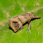 Moth