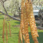 Speckled Alder