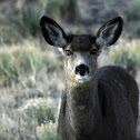 Mule Deer