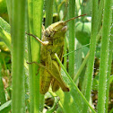Common Green Grasshopper