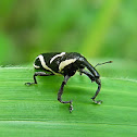 weevil