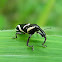 weevil