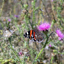 Red Admiral