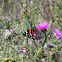 Red Admiral