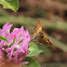 European Skipper