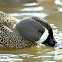 Blue-winged Teal