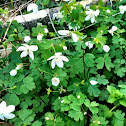 False rue anemone