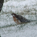 Red tailed hawk