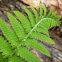 Fern