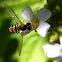 Hoverfly