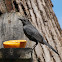 Gray Catbird