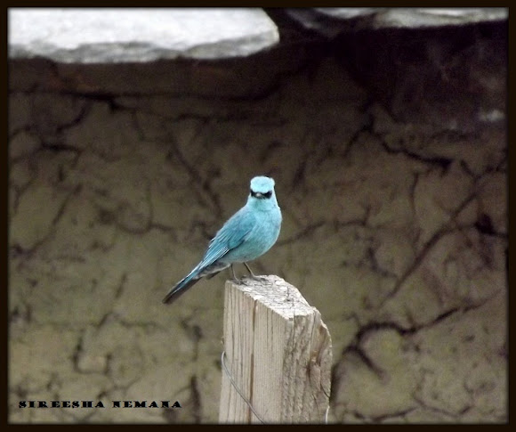 Spotting Image 1