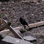 Red winged blackbird