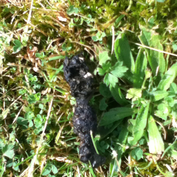 Spotting Image 1