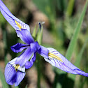 Wild Iris