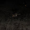 Eastern Quoll
