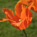 Tulip