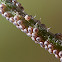 cutworm moth eggs eggs