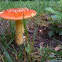 Aminita muscearia